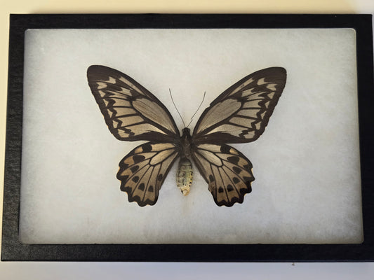 RARE Framed Ornithoptera croesus lydius Birdwing Butterfly (Wallace Golden Birdwing) Female