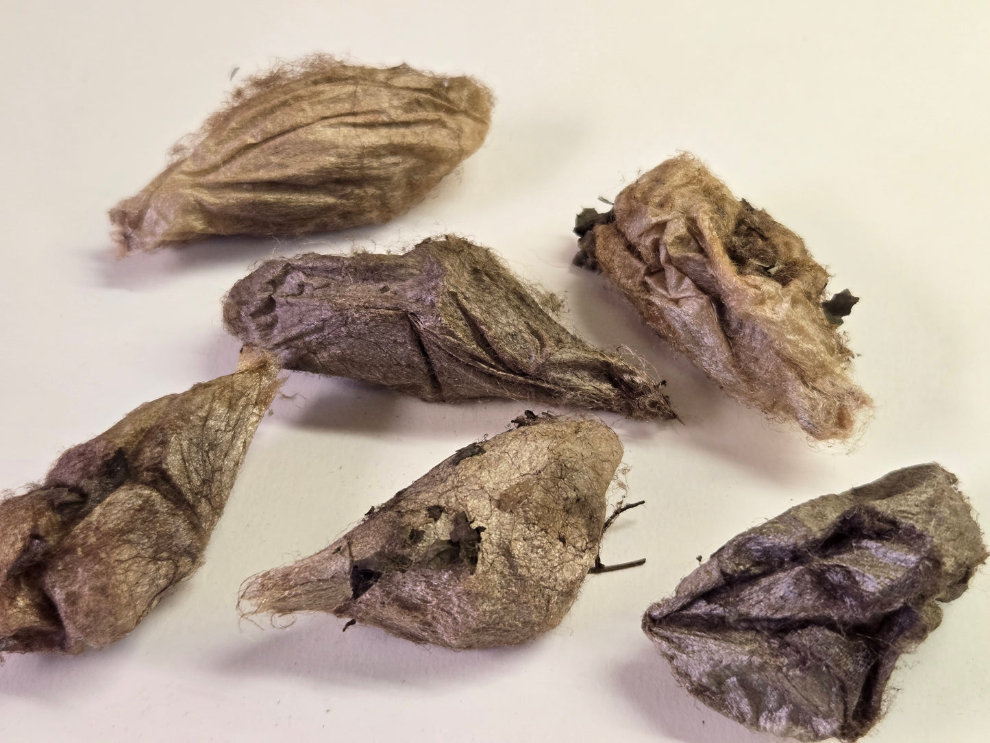 REAL Cecropia Moth Cocoons (Empty)
