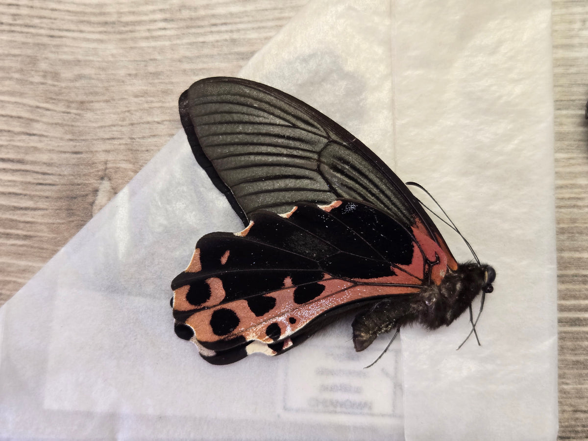 Papilio alcmenor, 'Redbreast Swallowtail' Wings Closed