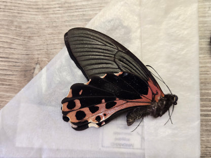 Papilio alcmenor, 'Redbreast Swallowtail' Wings Closed