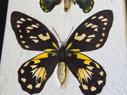 Ornithoptera victoriae epiphanes PAIR, Birdwings- RARE!