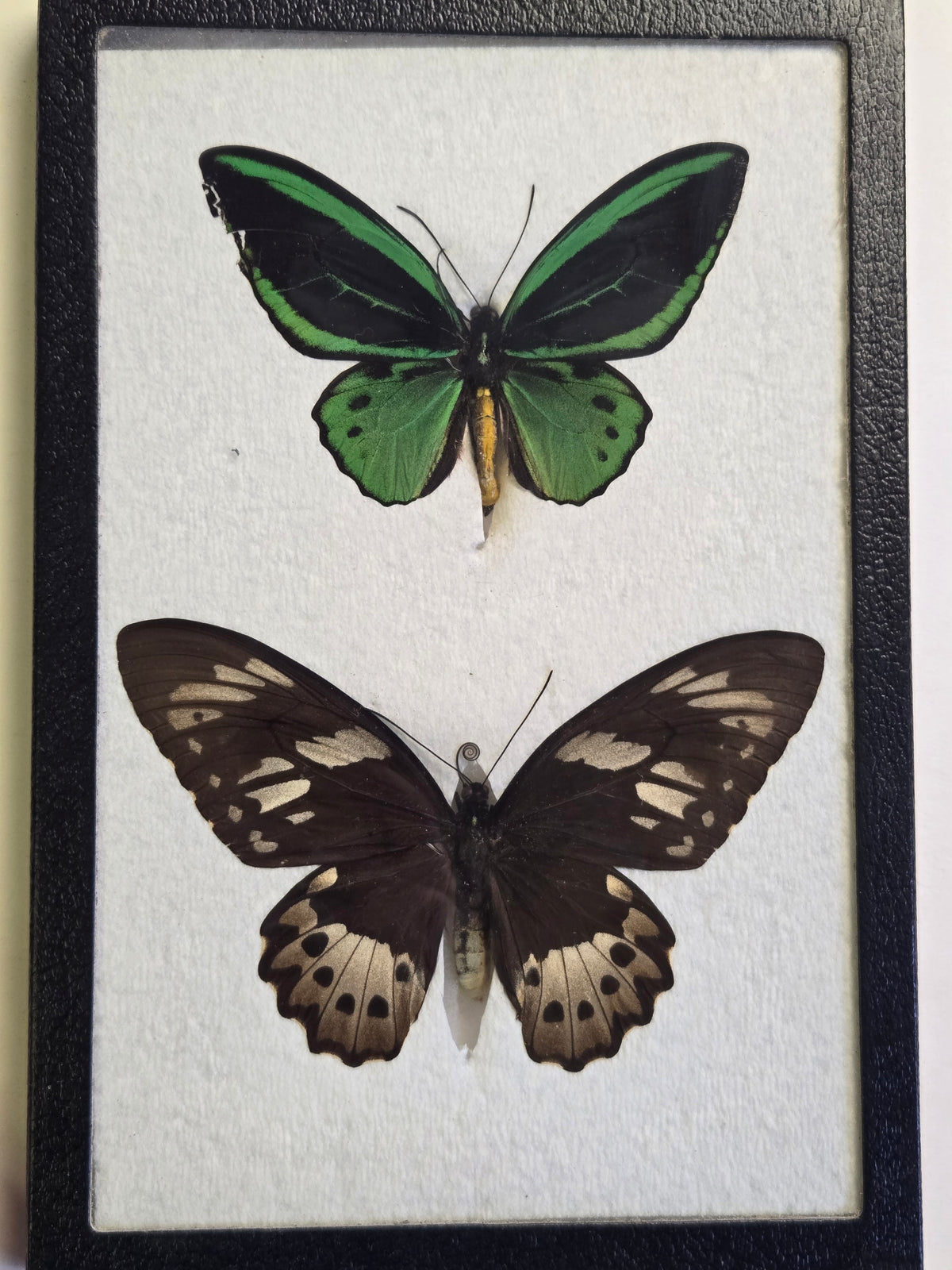 Ornithoptera priamus admiralitatis, RARE Birdwing PAIR- Admiralty Islands