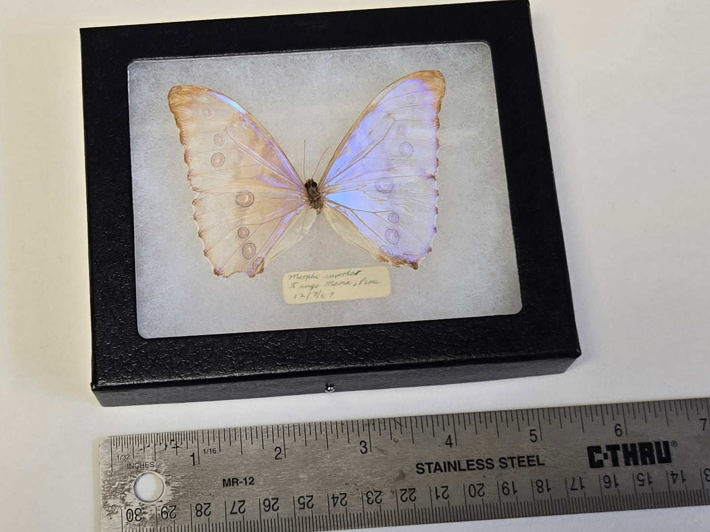 Vintage 1967 Morpho aurora Framed
