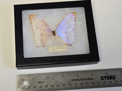 Vintage 1967 Morpho aurora Framed