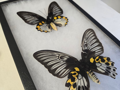 Troides hypolitus Birdwing PAIR, in Riker Frame, 'damaged'