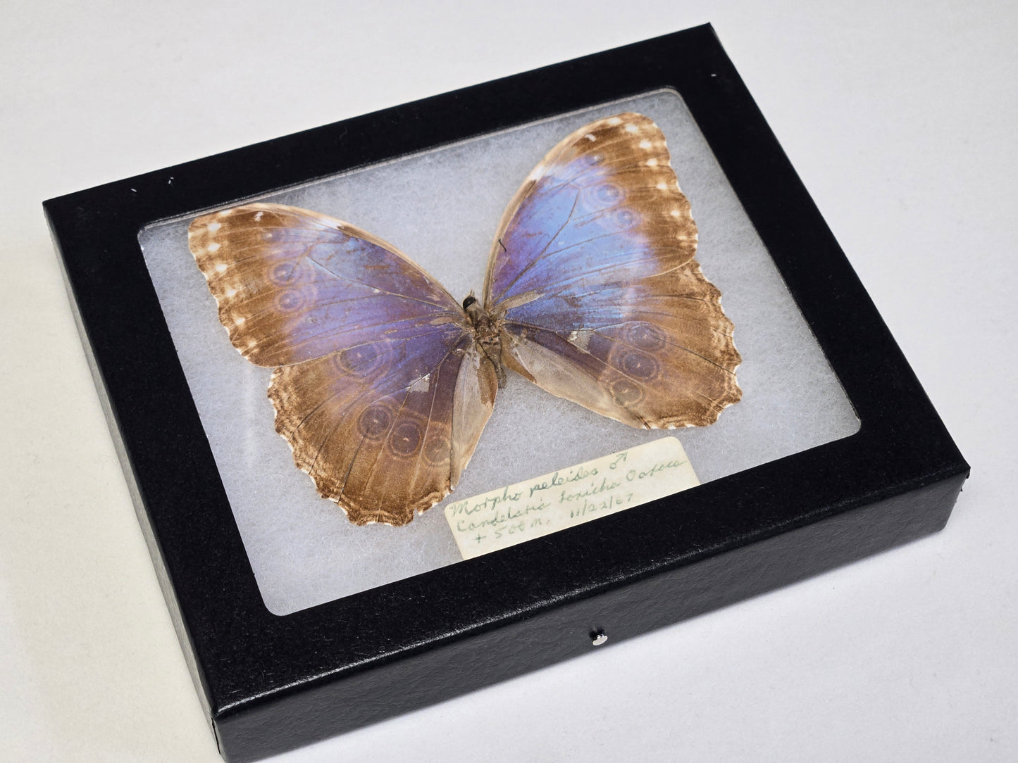 Framed Vintage Blue Morpho peleides 1967