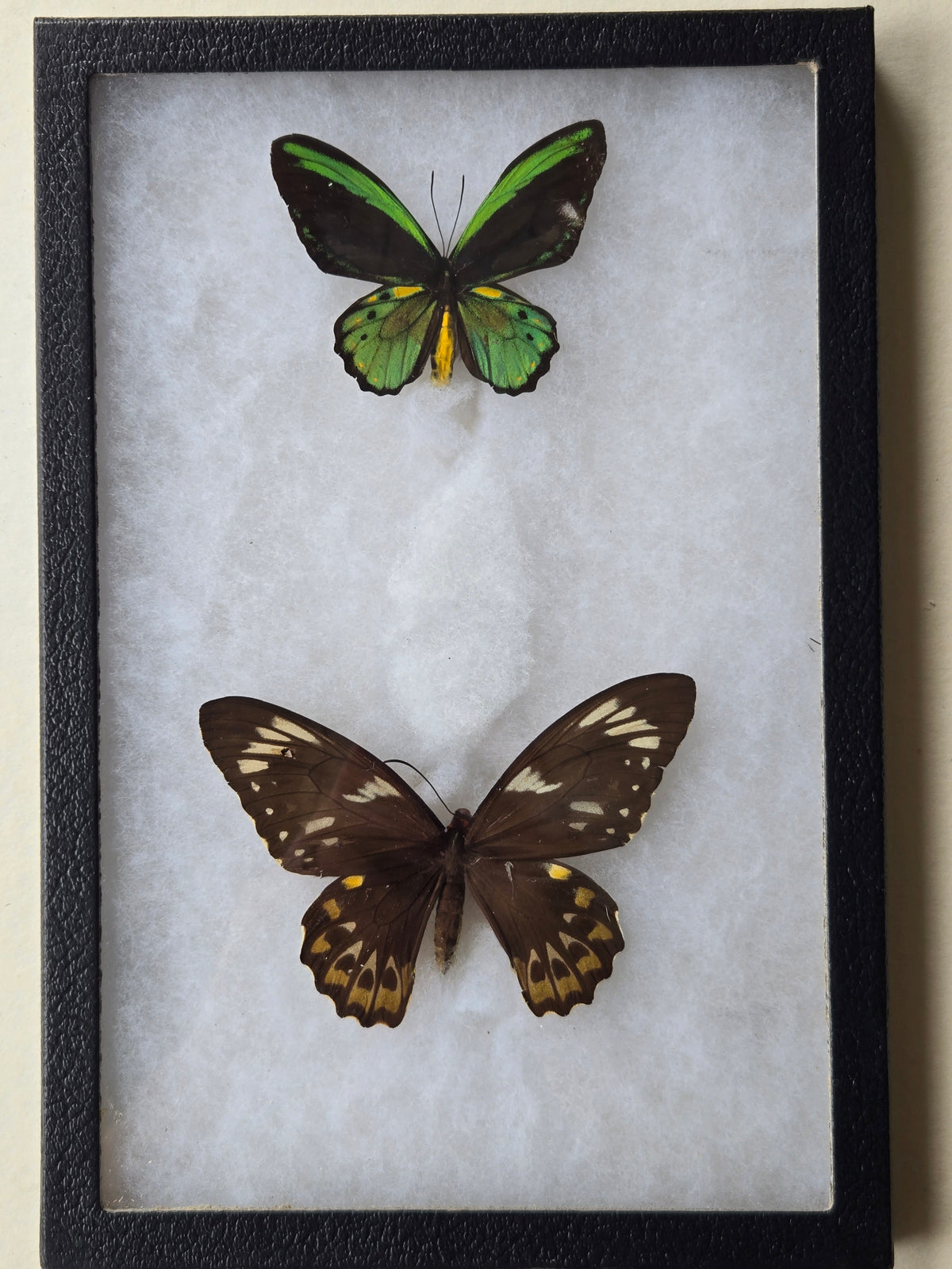 Ornithoptera euphorion, Cairn's Birdwing PAIR