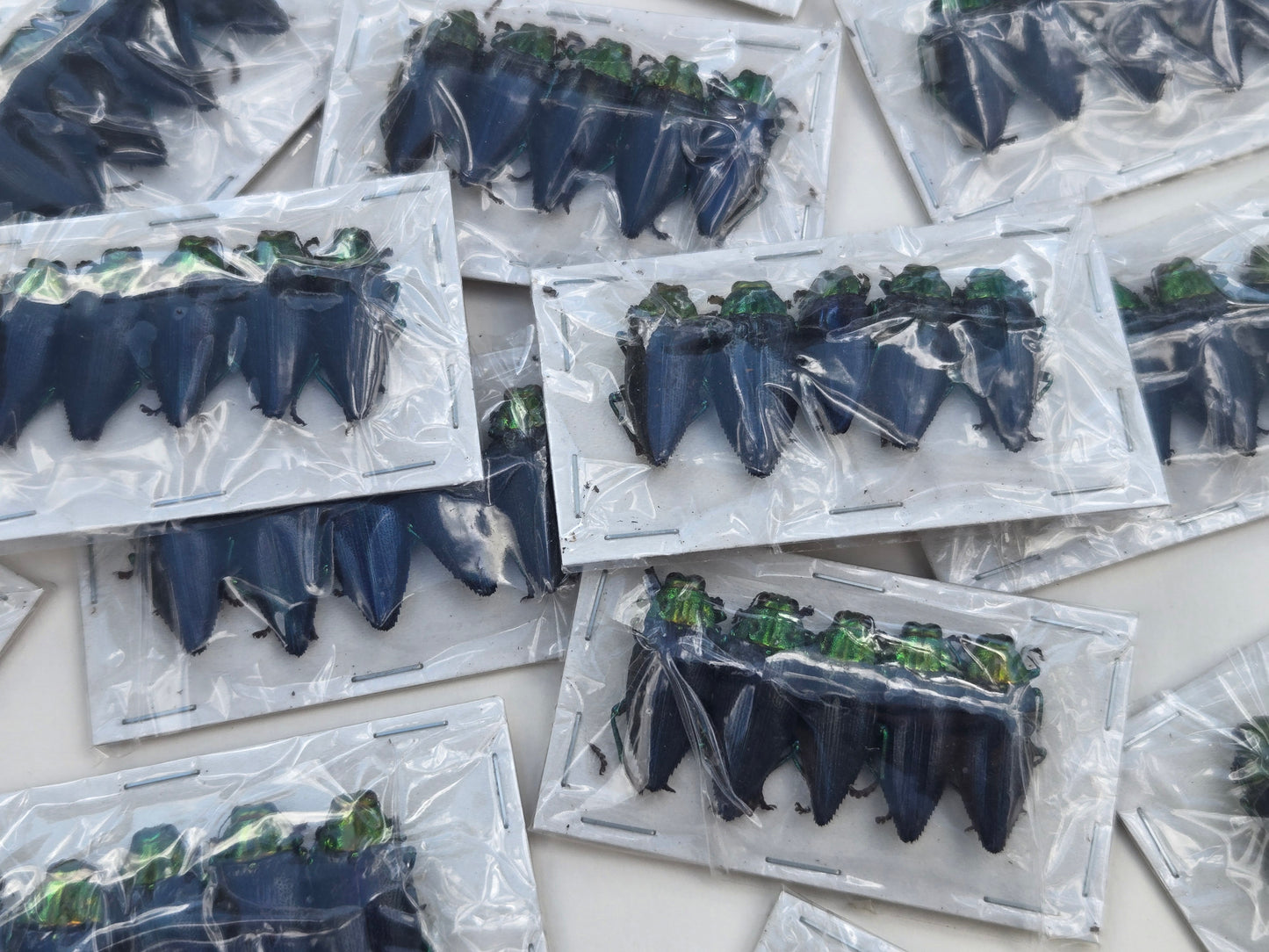 BULK Jewel Beetle 'Gelaeus walkeri' (PACK of 5)