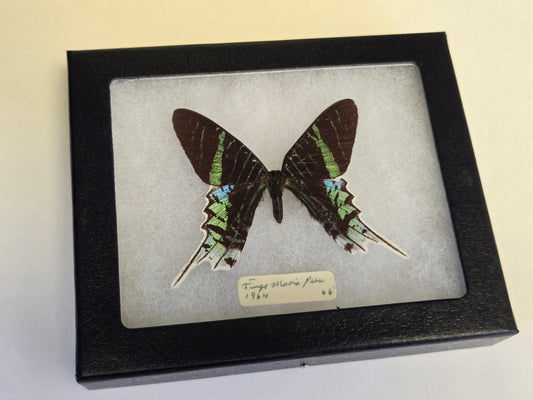 Vintage 1964 Urania leilus Framed Moth
