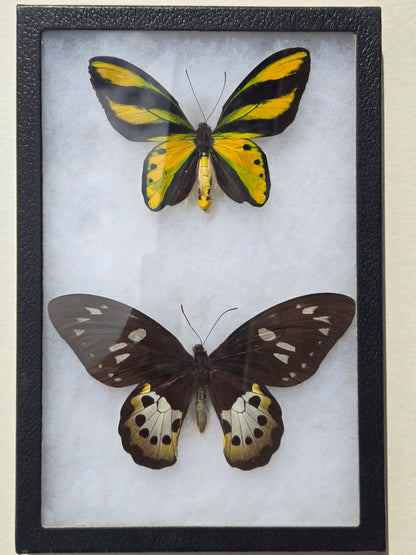 Ornithoptera tithonus, Tithonus Birdwing PAIR