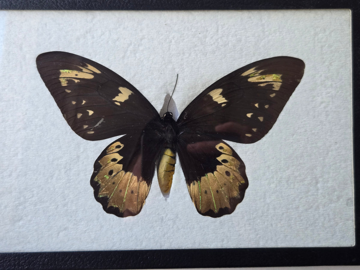 Ornithoptera goliath Female Aberration (Male coloring)