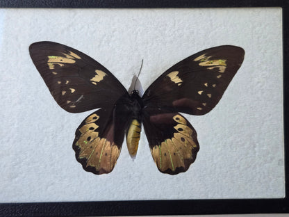 Ornithoptera goliath Female Aberration (Male coloring)