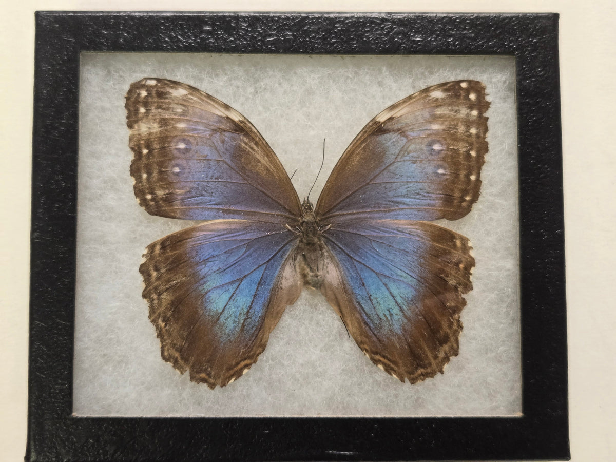 Framed Blue morpho helenor Female