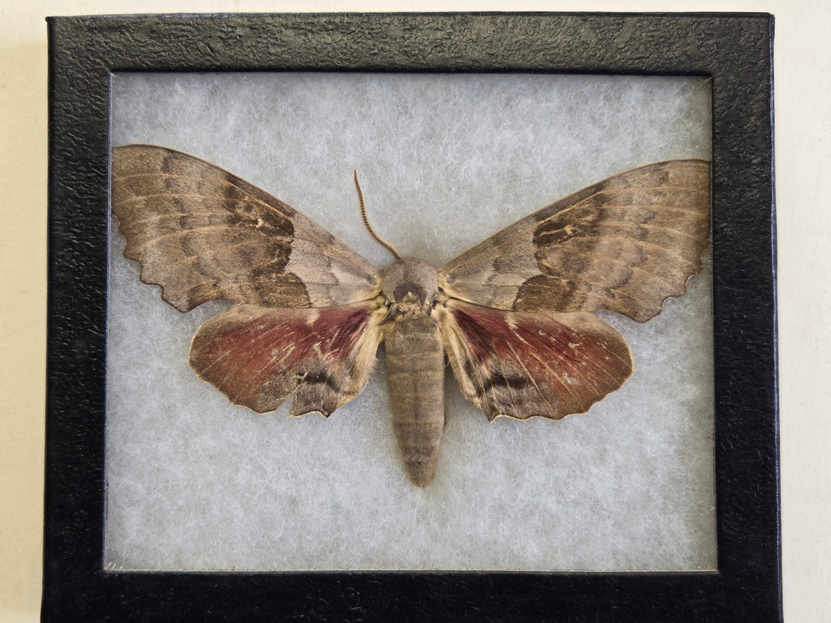 Framed Pachysphinx occidentalis, the Big Poplar Sphinx moth