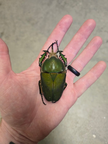 Mecynorhina torquata 75mm Male A-