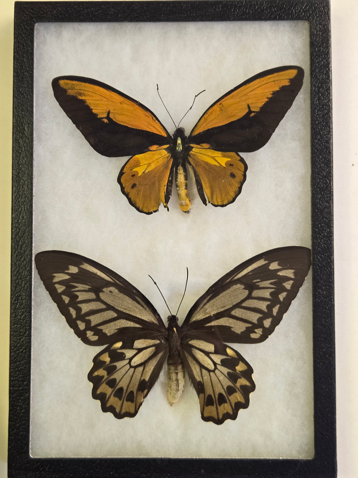 Ornithoptera croesus lydius, Golden Birdwing PAIR