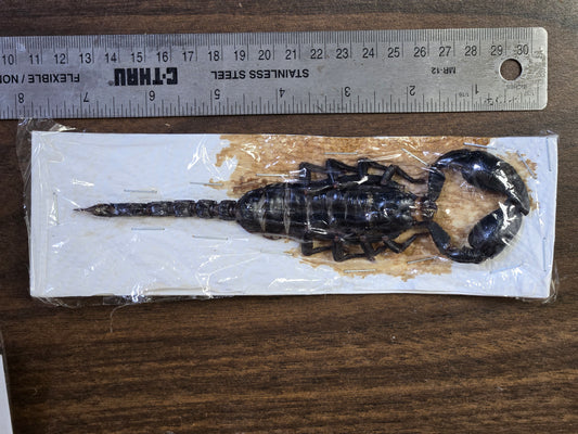 Damaged LARGE Scorpions