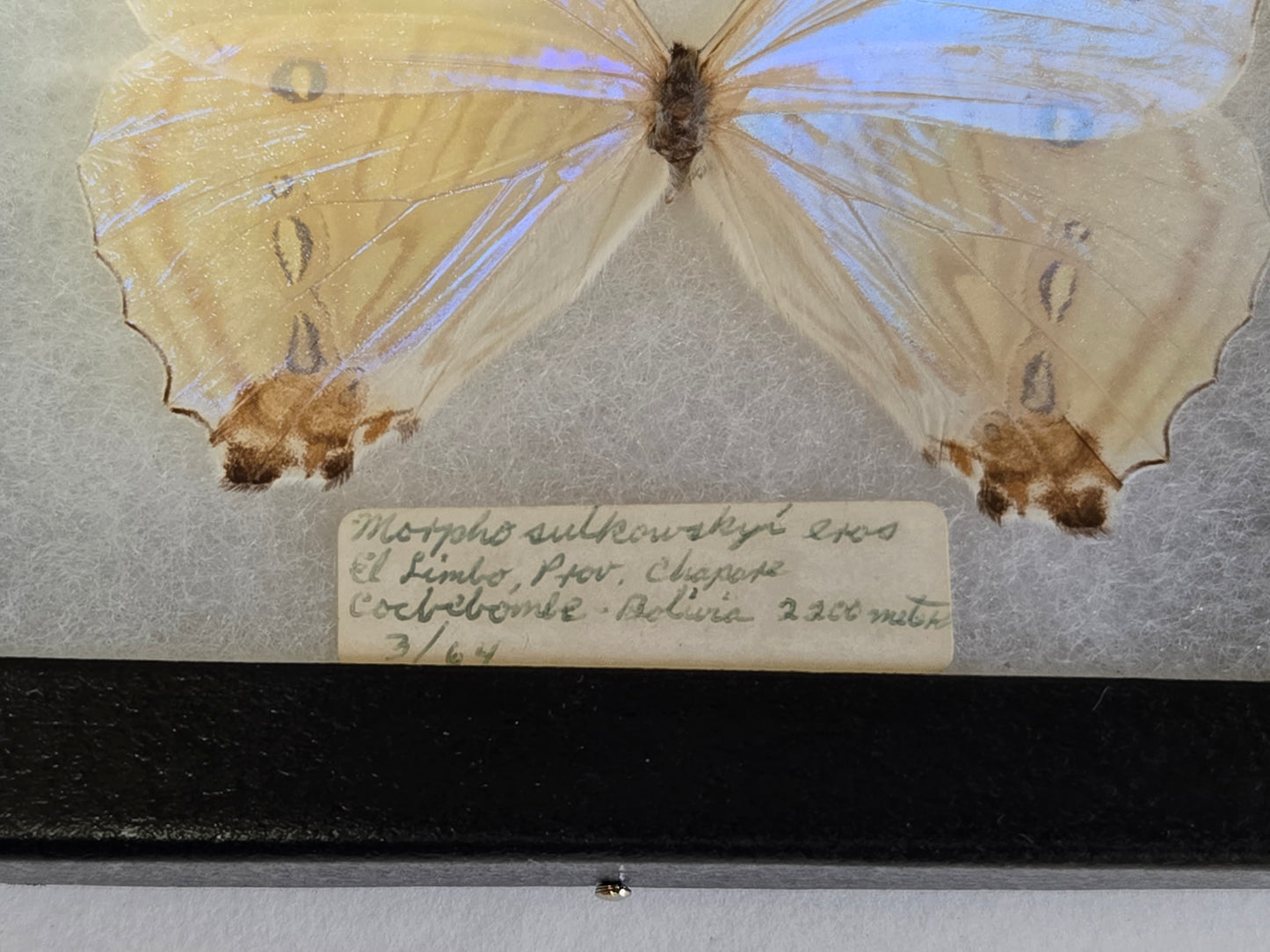 Framed vintage Morpho sulkowskyi 1964