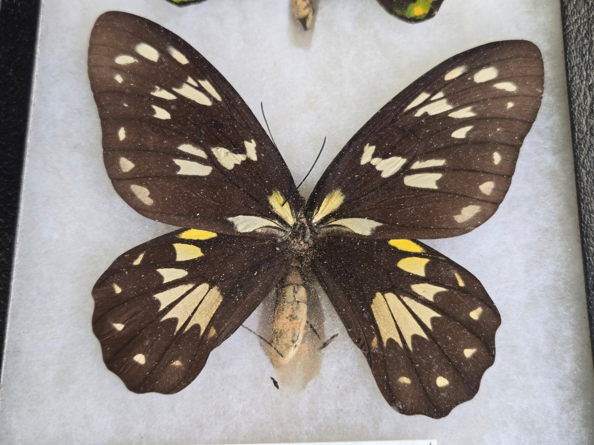 Ornithoptera victoriae isabellae PAIR, Birdwings- Historical Significance