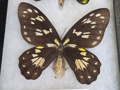 Ornithoptera victoriae isabellae PAIR, Birdwings- Historical Significance