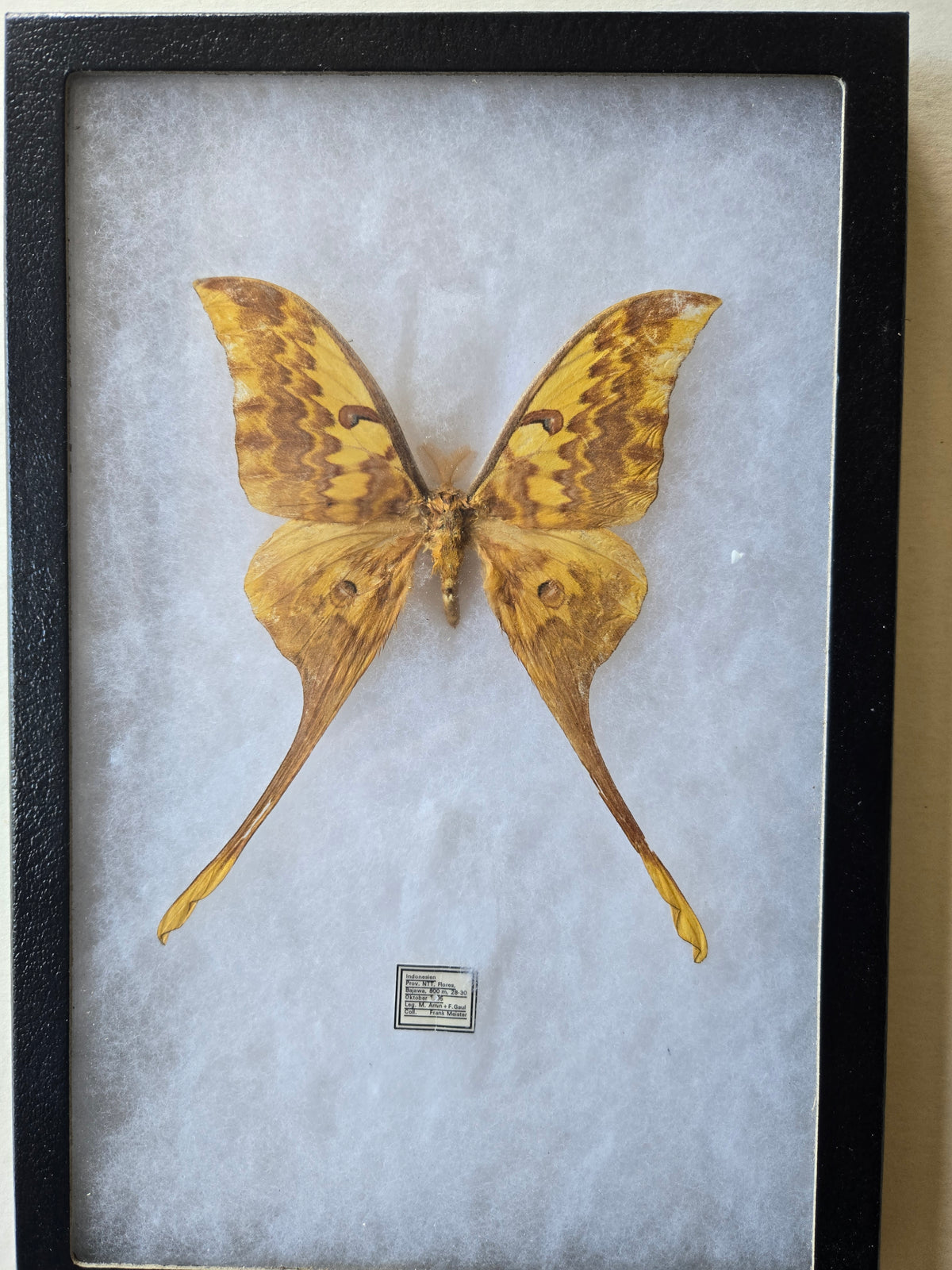 Framed Actias groenendaeli, RARE Moon Moth Historical Collection