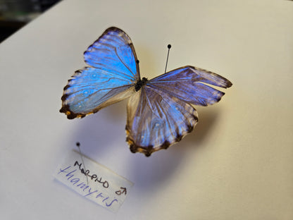 Blue Morpho, Spread Morpho portis thamyris A2 LOT 432