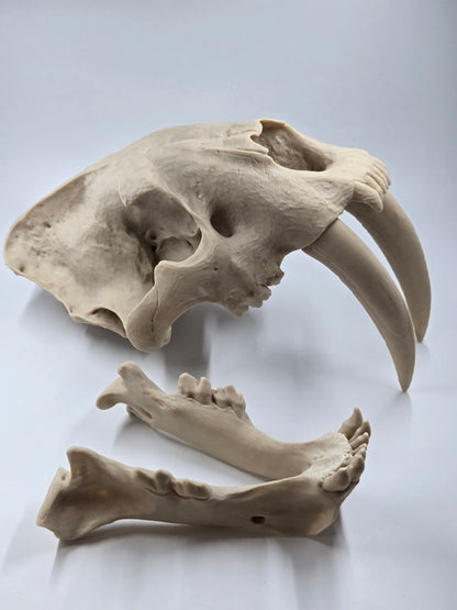 Saber-tooth Tiger Skull Exact Replica, Full Size, Smilodon fatalis