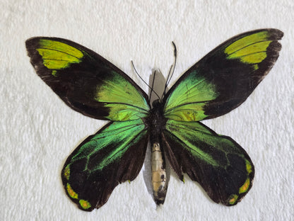 Ornithoptera victoriae reginae PAIR, Birdwings- Solomon Is. 1968
