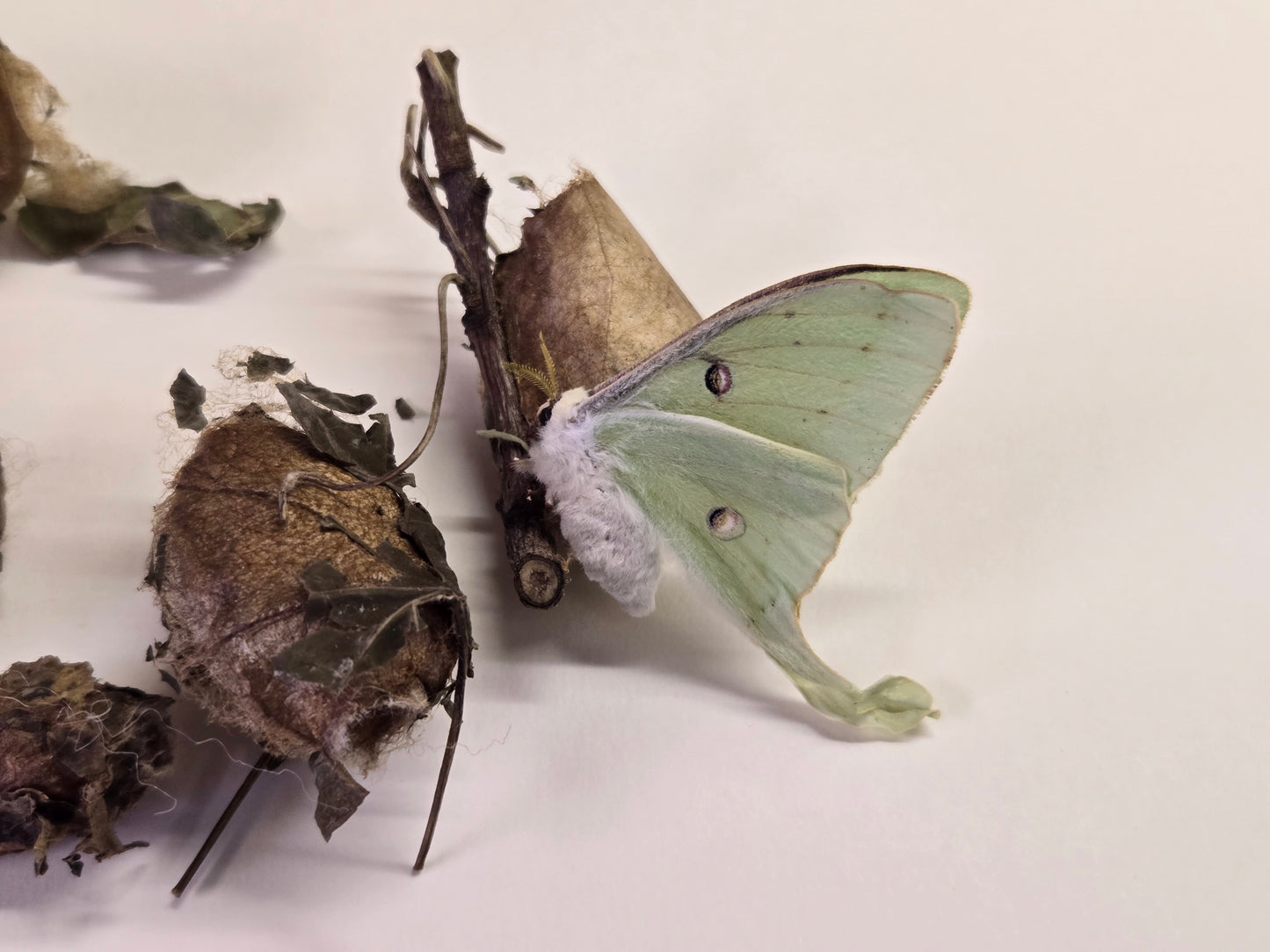 REAL Luna Moth Cocoons (Empty)