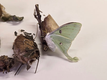 REAL Luna Moth Cocoons (Empty)