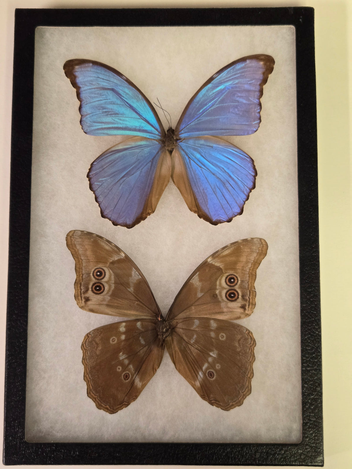 Framed Blue Morpho godarti asarpe