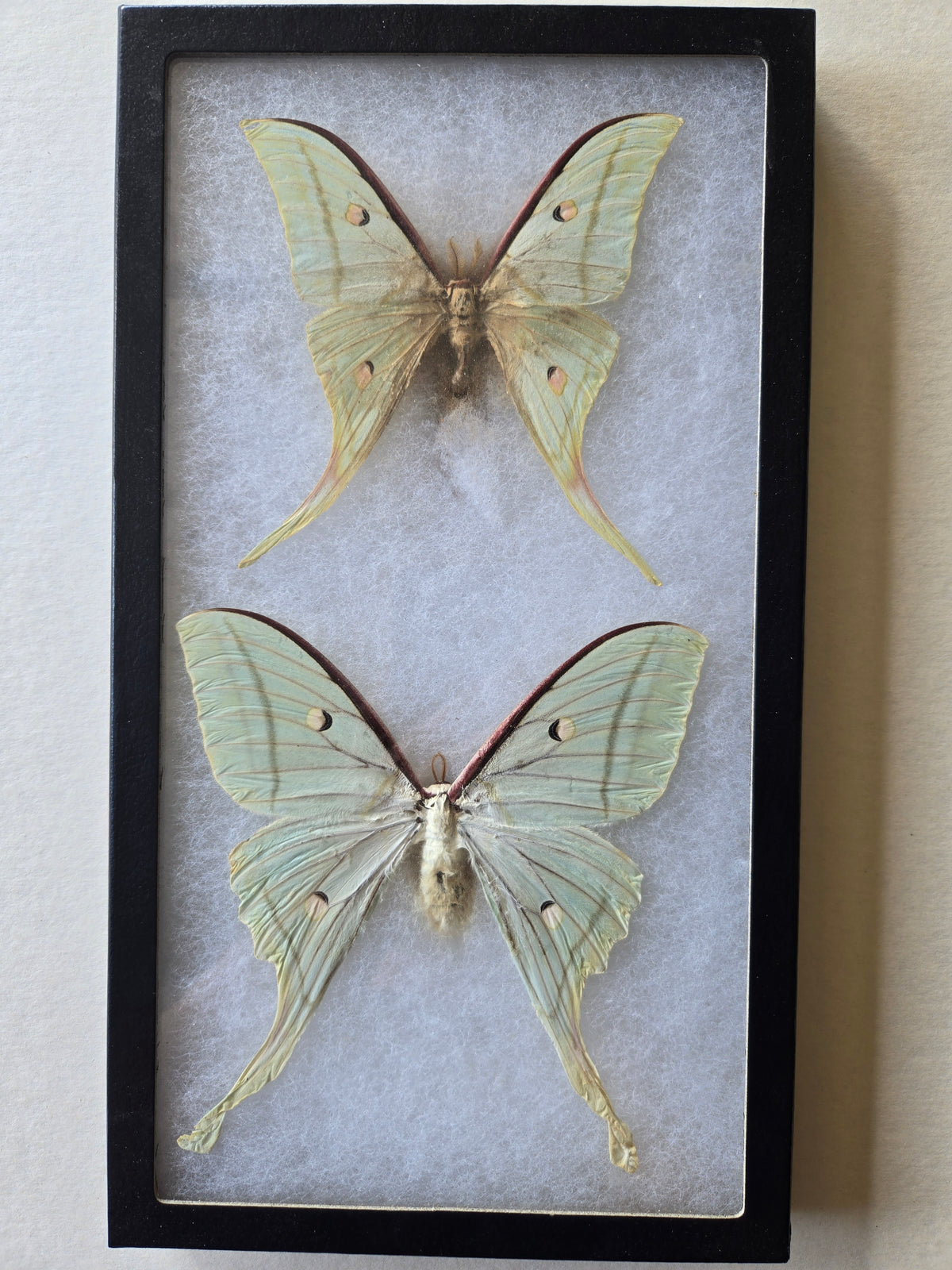 Framed Actias selene,LARGE  Indian Moon Moth PAIR