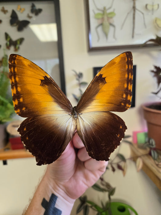 Morpho hecuba, Spread  LOT 444