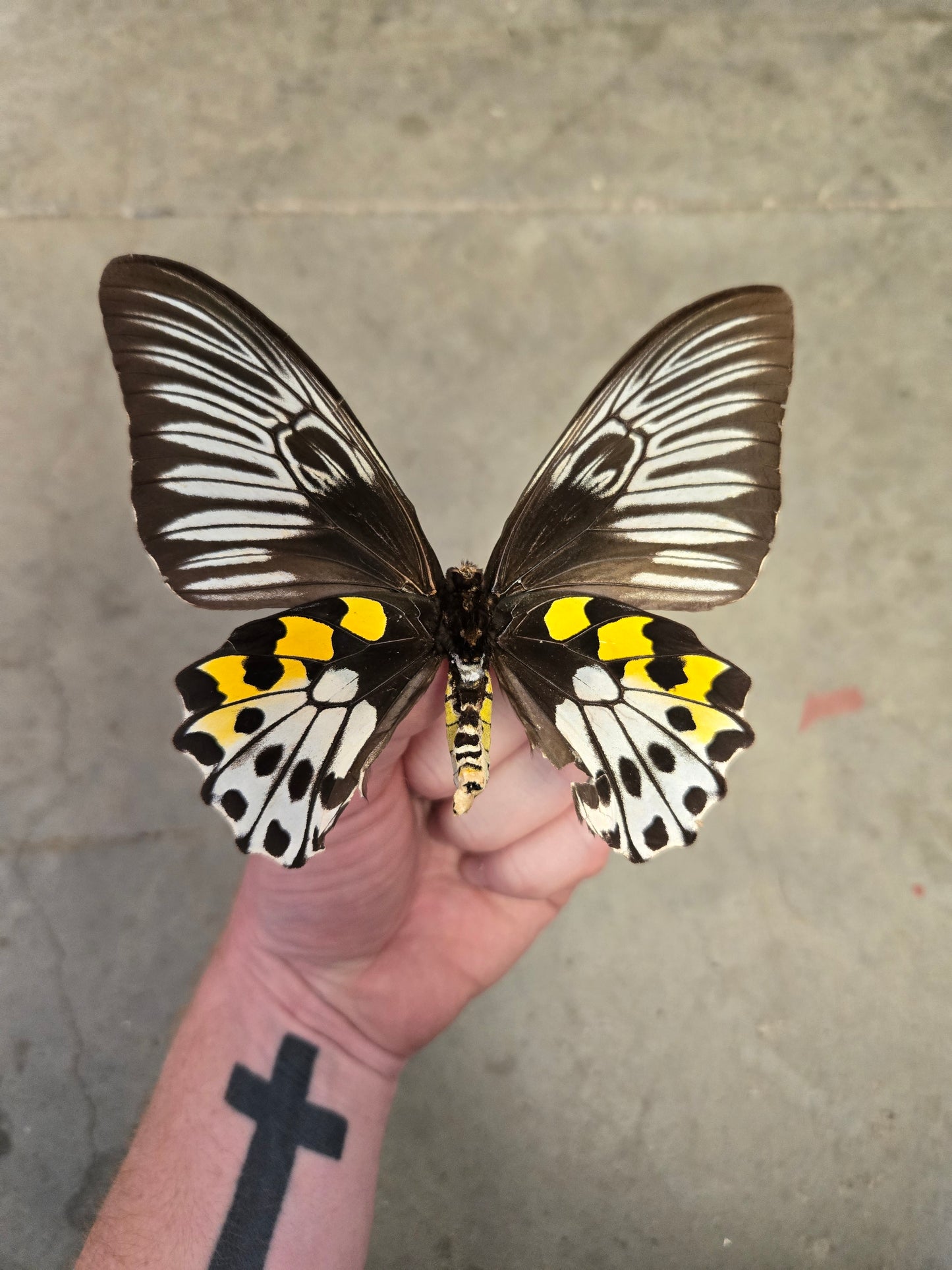 SPREAD Troides hypolitus Birdwing