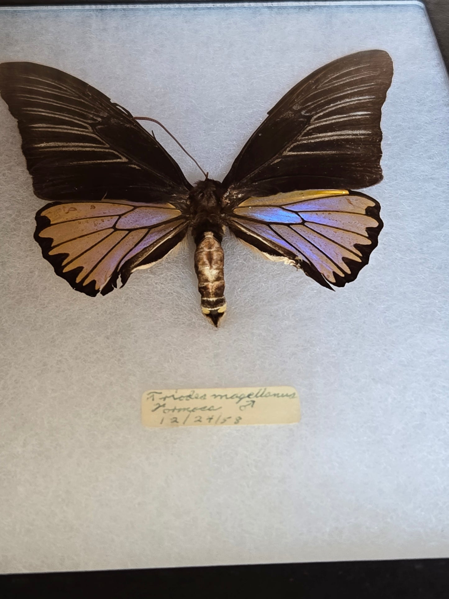 Iridescent Vintage Troides magellanus Birdwing Butterfly