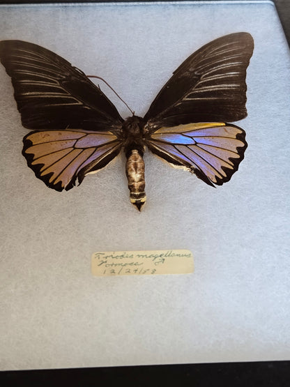 Iridescent Vintage Troides magellanus Birdwing Butterfly