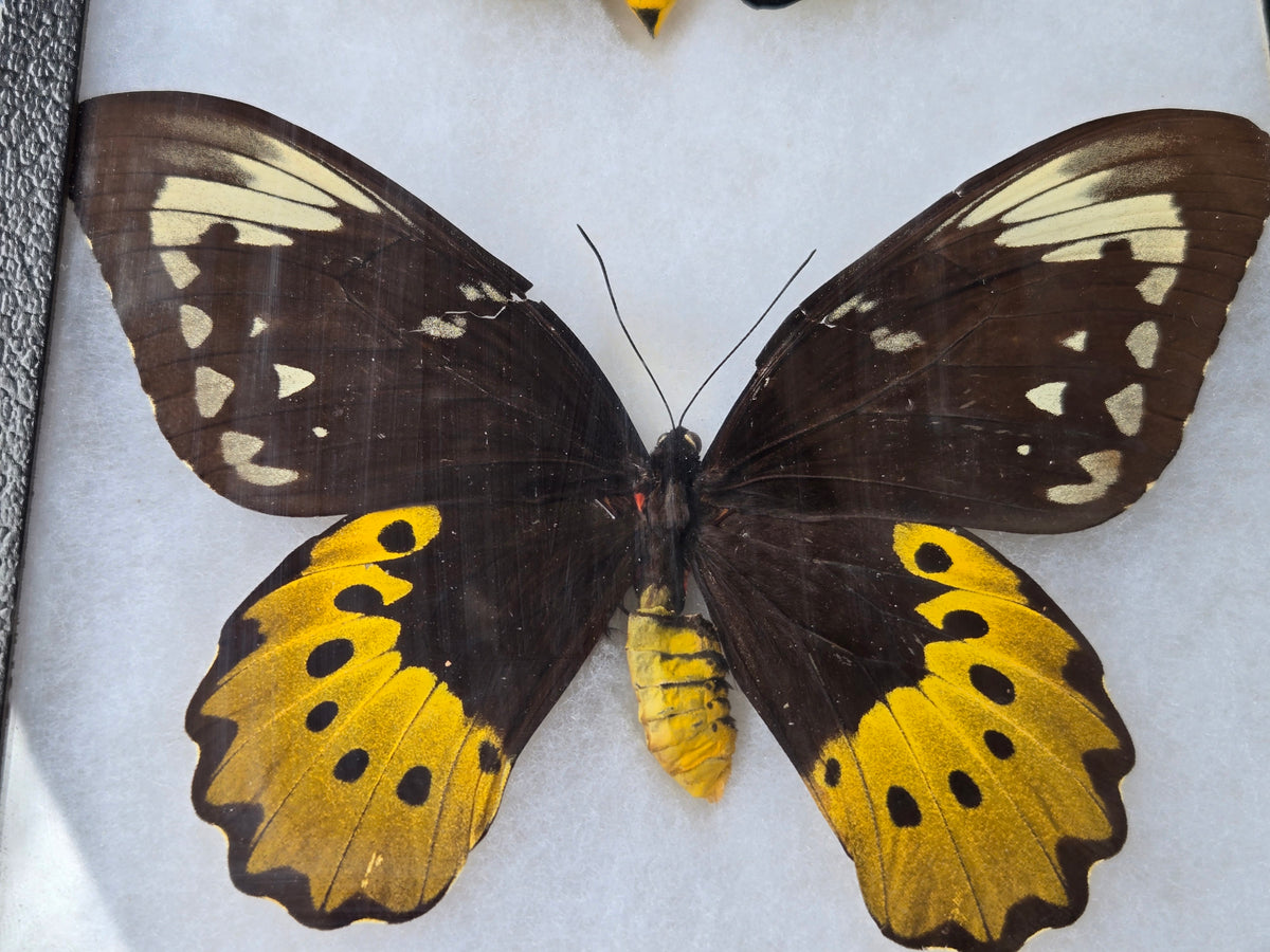 Ornithoptera goliath joycae, Goliath Birdwing PAIR, Arfuk