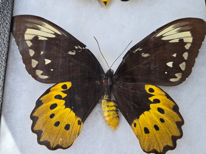 Ornithoptera goliath joycae, Goliath Birdwing PAIR, Arfuk