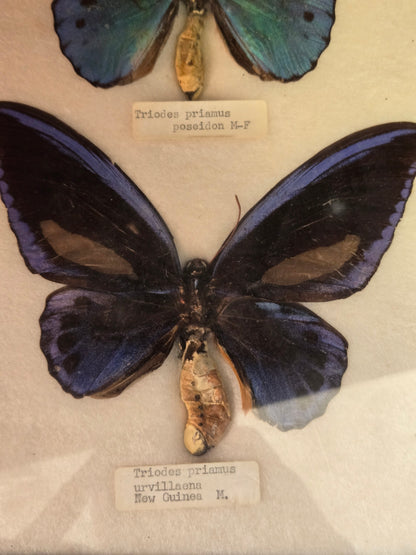 Vintage 1963 Framed Birdwing Butterflies