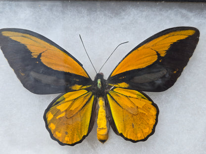 Ornithoptera croesus wallacei, Golden Birdwing PAIR,