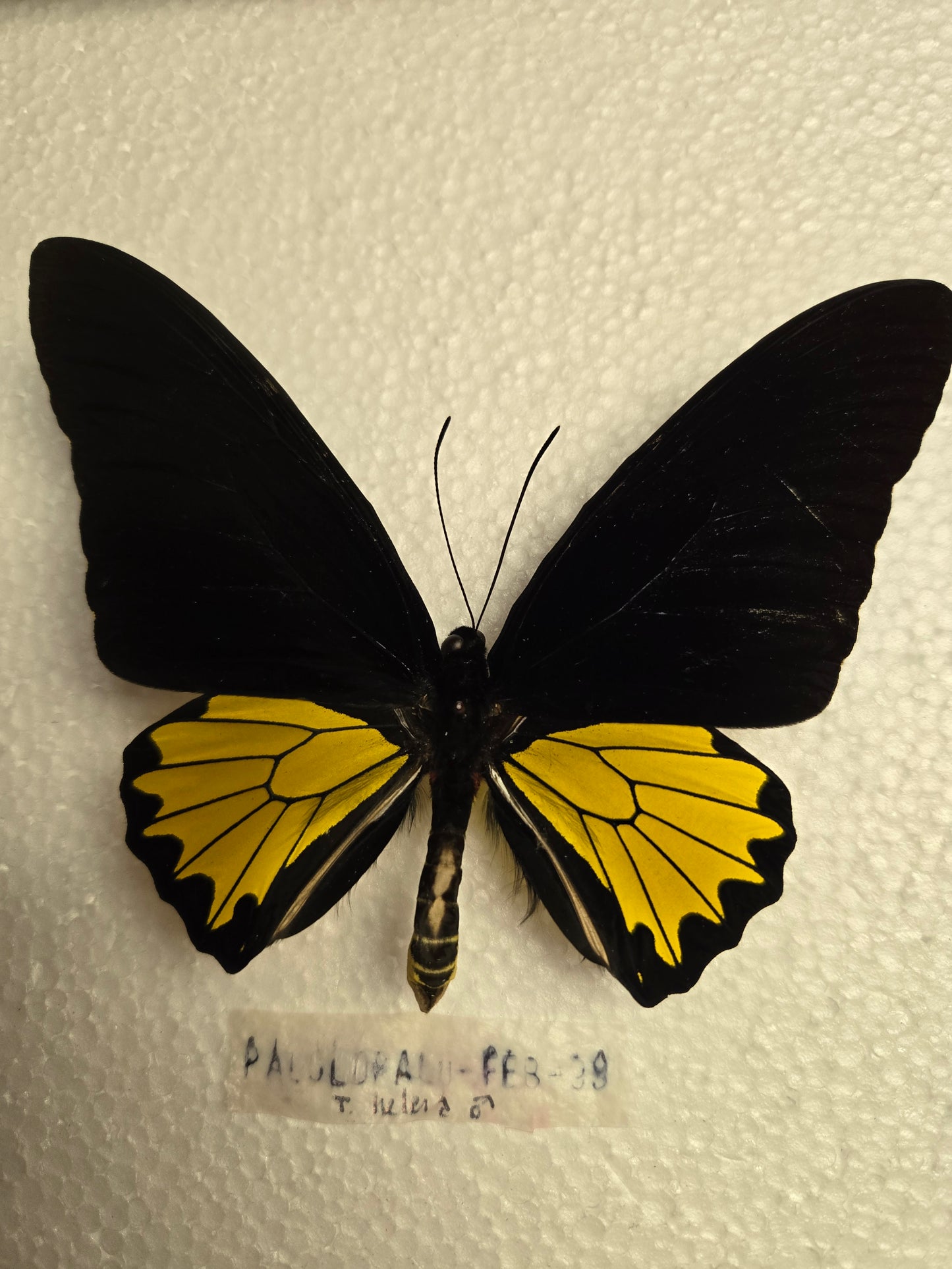 Spread Troides helena male birdwing butterfly, Lot 325