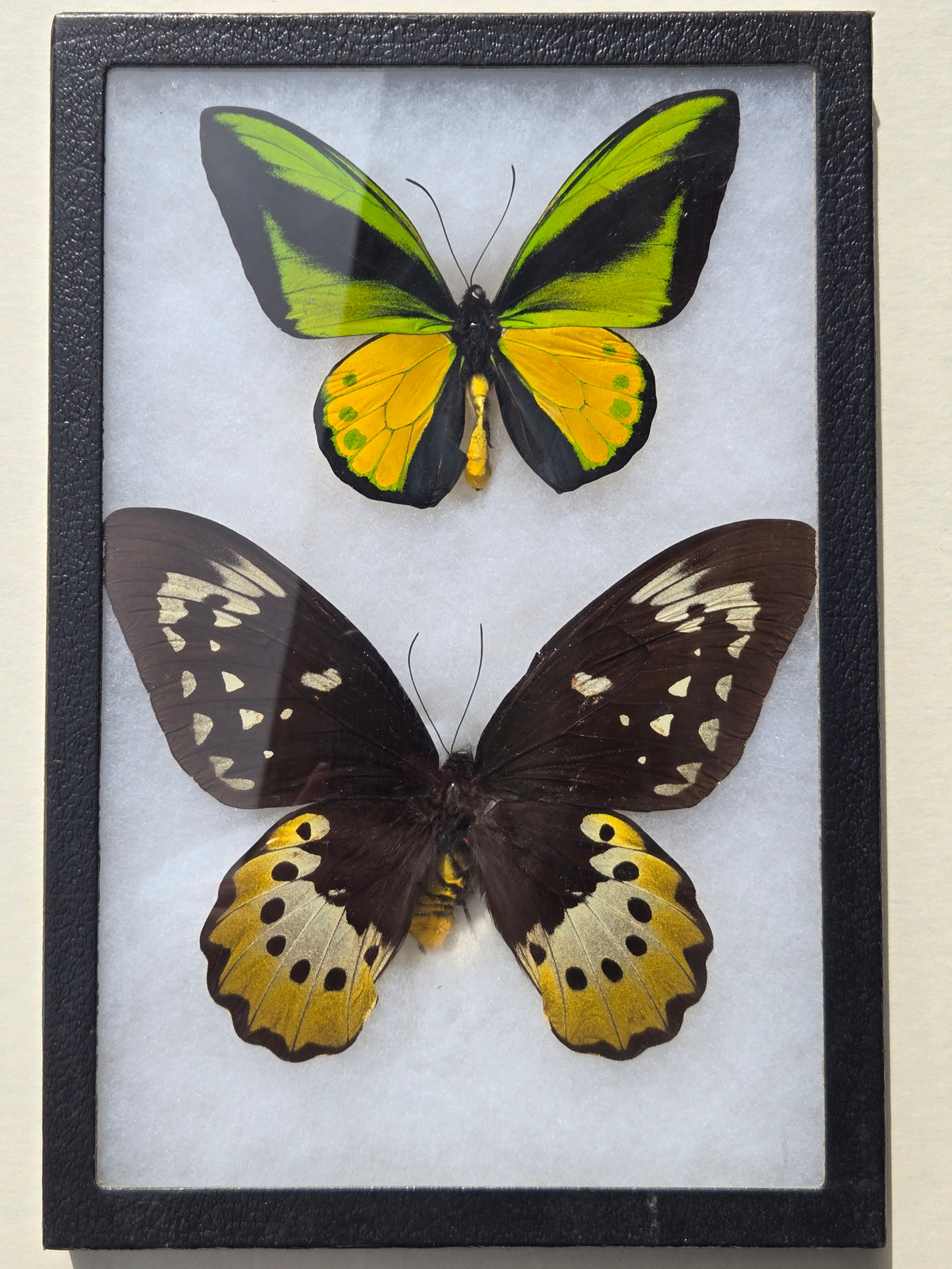 Ornithoptera goliath atlas, Goliath Birdwing PAIR, Arfuk