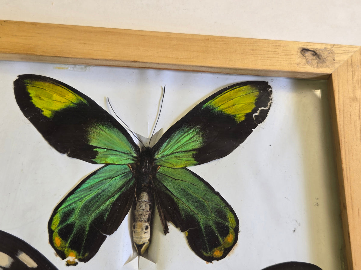Ornithoptera victoriae maramasikensis PAIR, Birdwings