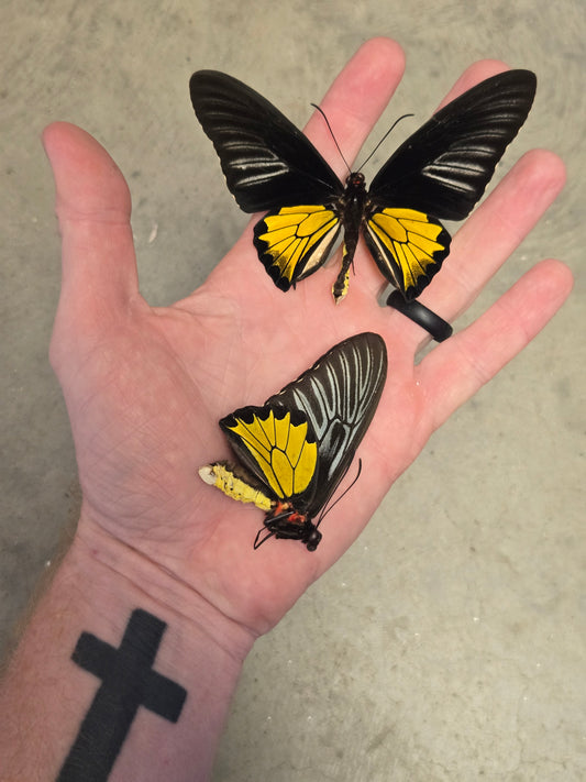 Troides rhadamantus, "Golden Birdwing", Wings Closed