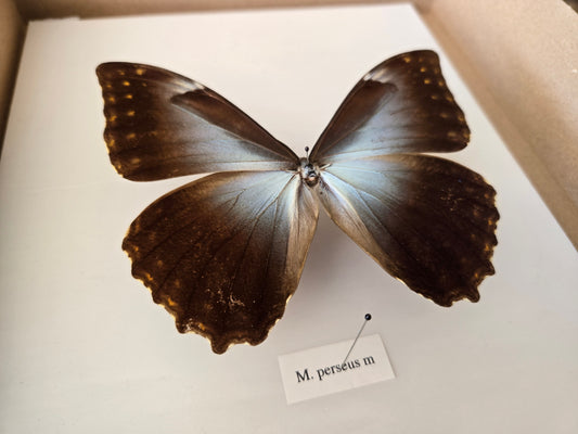 Spread Morpho perseus LOT 453