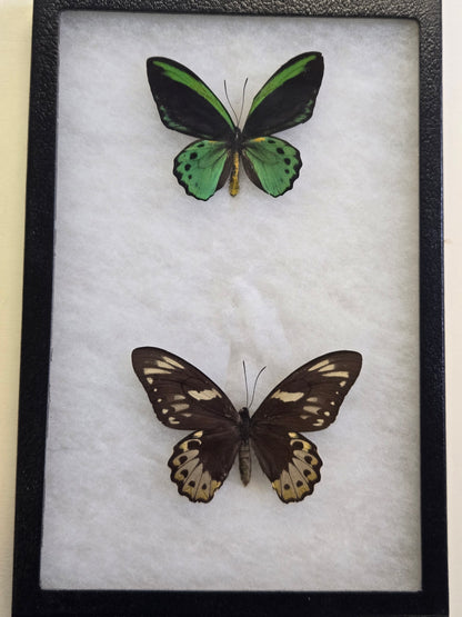 Ornithoptera richmondia , Richmond's Birdwing PAIR -Australia