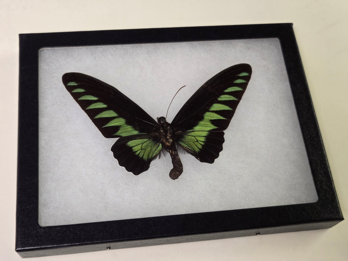 Riker framed Trogonoptera brookiana Birdwing