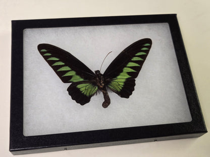 Riker framed Trogonoptera brookiana Birdwing