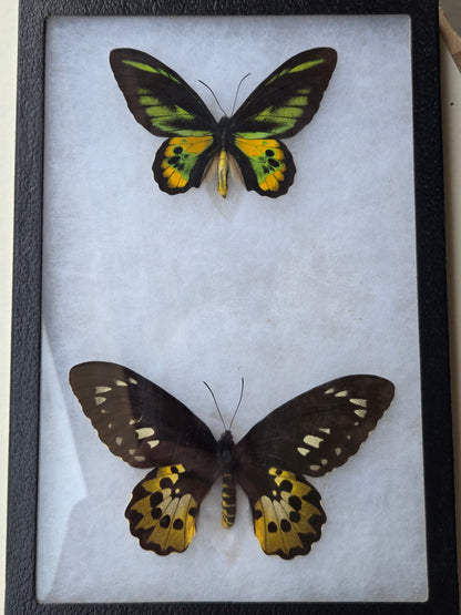 Ornithoptera rothschildi, Birdwing PAIR