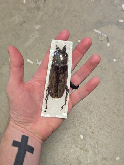 HUGE Xixuthrus microcerus longhorn beetle